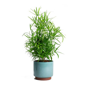 Asparagus falcatus - Sicklethorn & Malibu Plant Pot