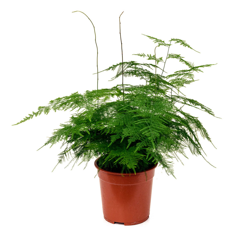 Asparagus setaceus - Lace Fern Houseplants | Hortology - HORTOLOGY