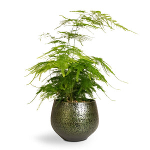 Asparagus setaceus - Lace Fern - 12 x 35cm Noor Plant Pot - Velvet Green - 16 x 13cm