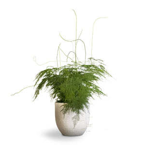 Asparagus setaceus - Lace Fern & Cas Plant Pot - Cool Grey