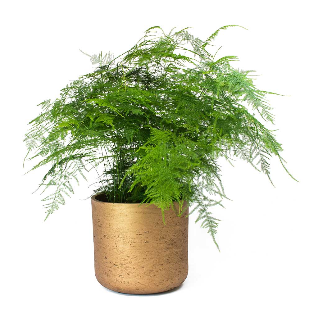 Asparagus setaceus - Lace Fern & Charlie Metallic Copper Plant Pot
