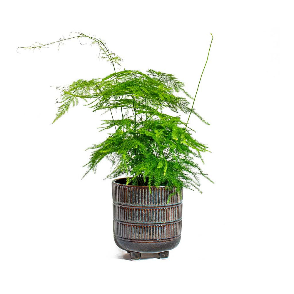 Asparagus setaceus - Lace Fern in trouble😓 : r/plantclinic