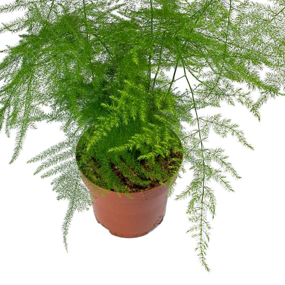 10 Semi Di Asparagus Setaceus - Asparagina, Felce Pizzo Di Pizzo