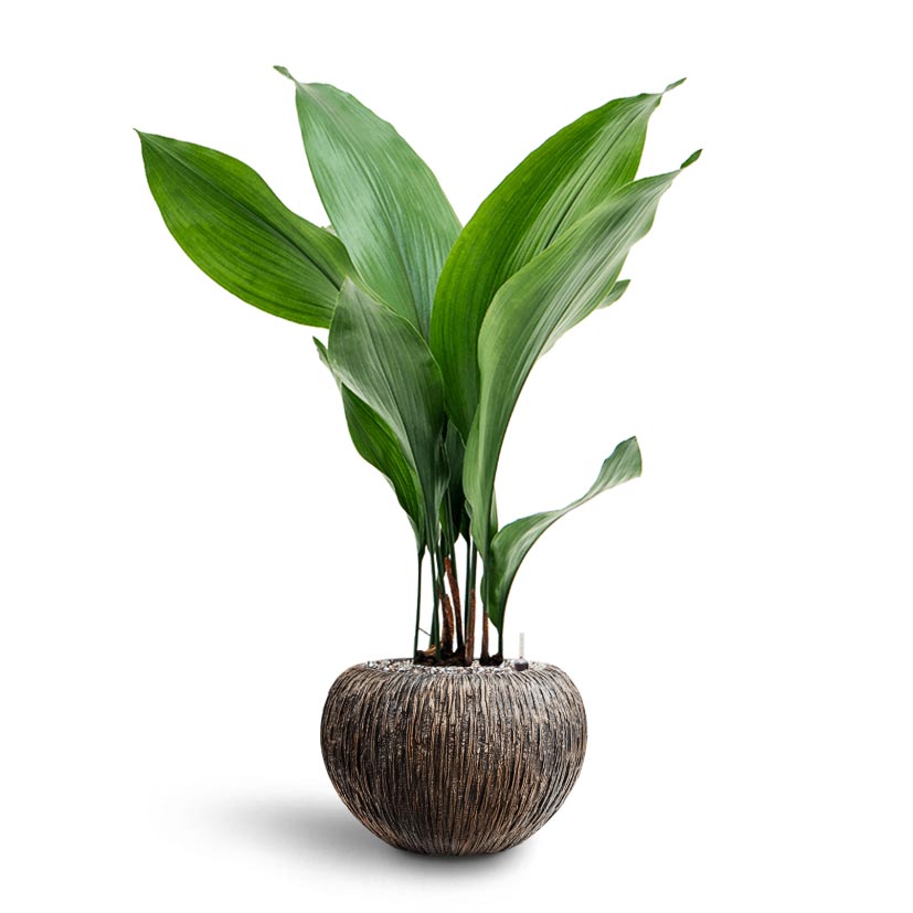 Aspidistra - Cast Iron Plant - Hydroculture Luxe Lite Waterfall Globe Planter - Bronze