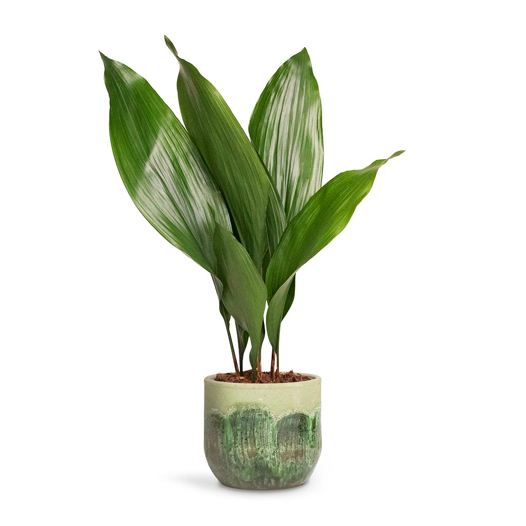 Aspidistra Cast Iron Plant & Moon Plant Pot - Jungle