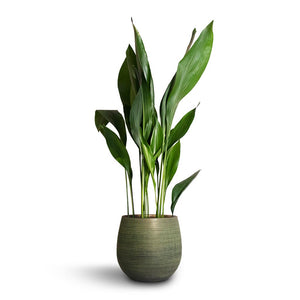 Aspidistra - Cast Iron Plant & Lydia Plant Pot - Shiny Green