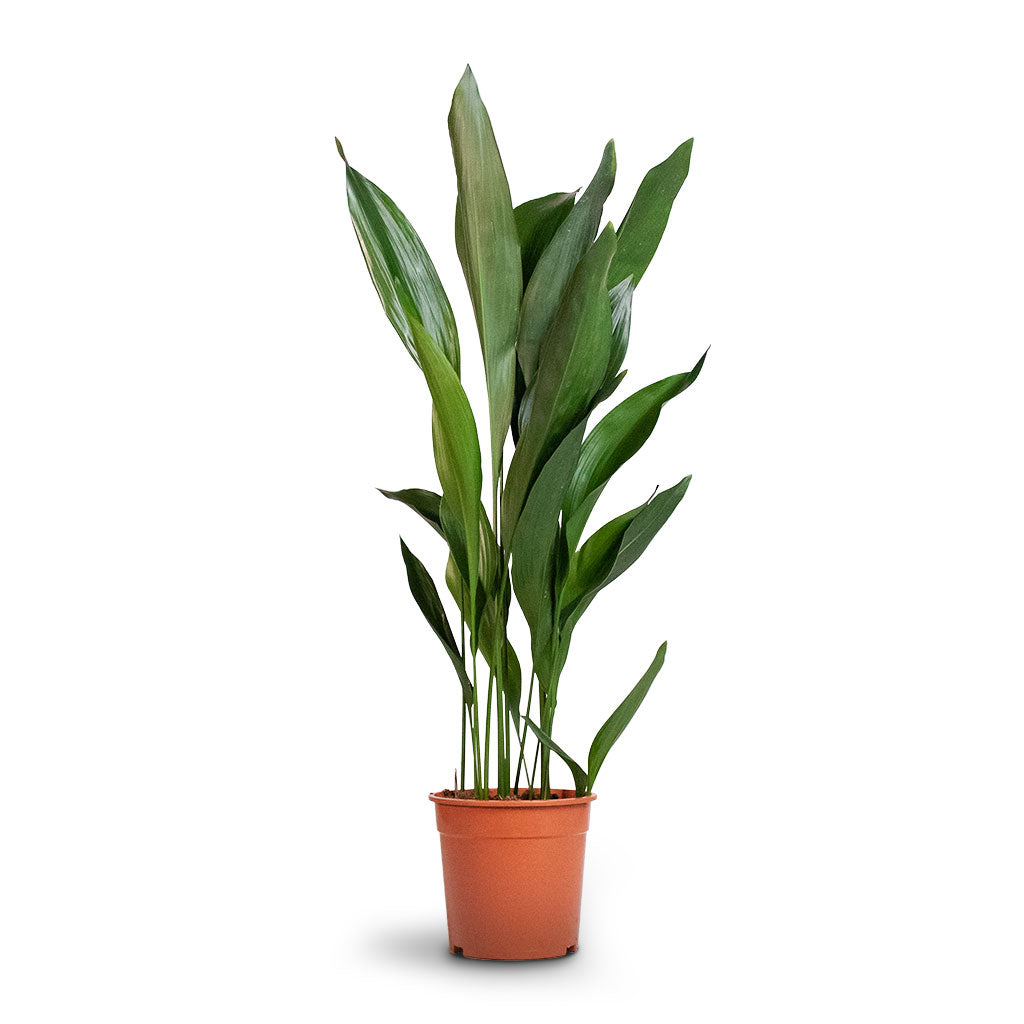 Aspidistra Cast Iron Plant Large 