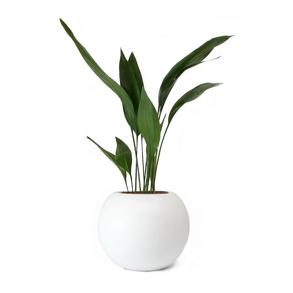 white pot for plants Beth Essentials Ball Plant Pot - Matt White - Quality Plant Pots | Hortology
