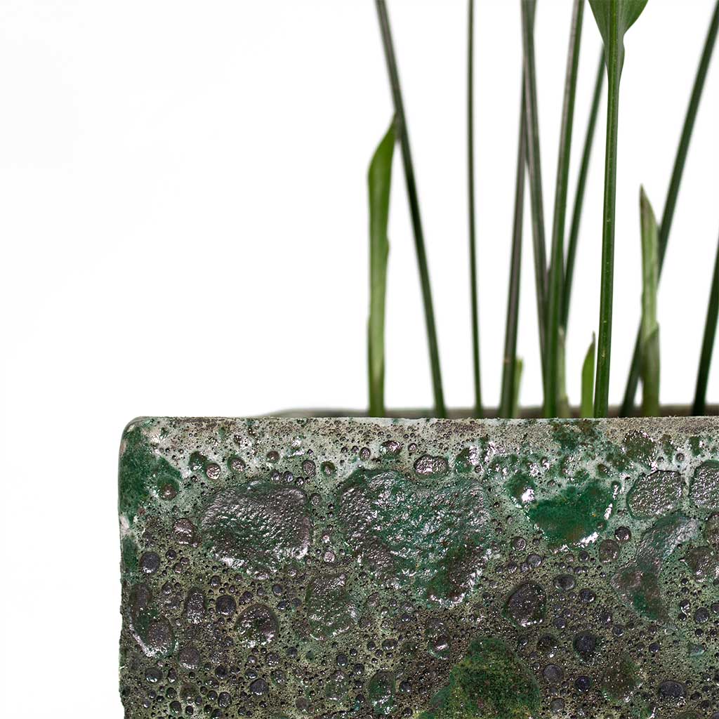 Aspidistra Cast Iron Plant with Lava Cube Relic Planter Jade Close-Up