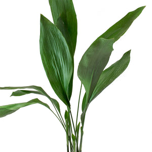 Aspidistra - Cast Iron Plant Leaves