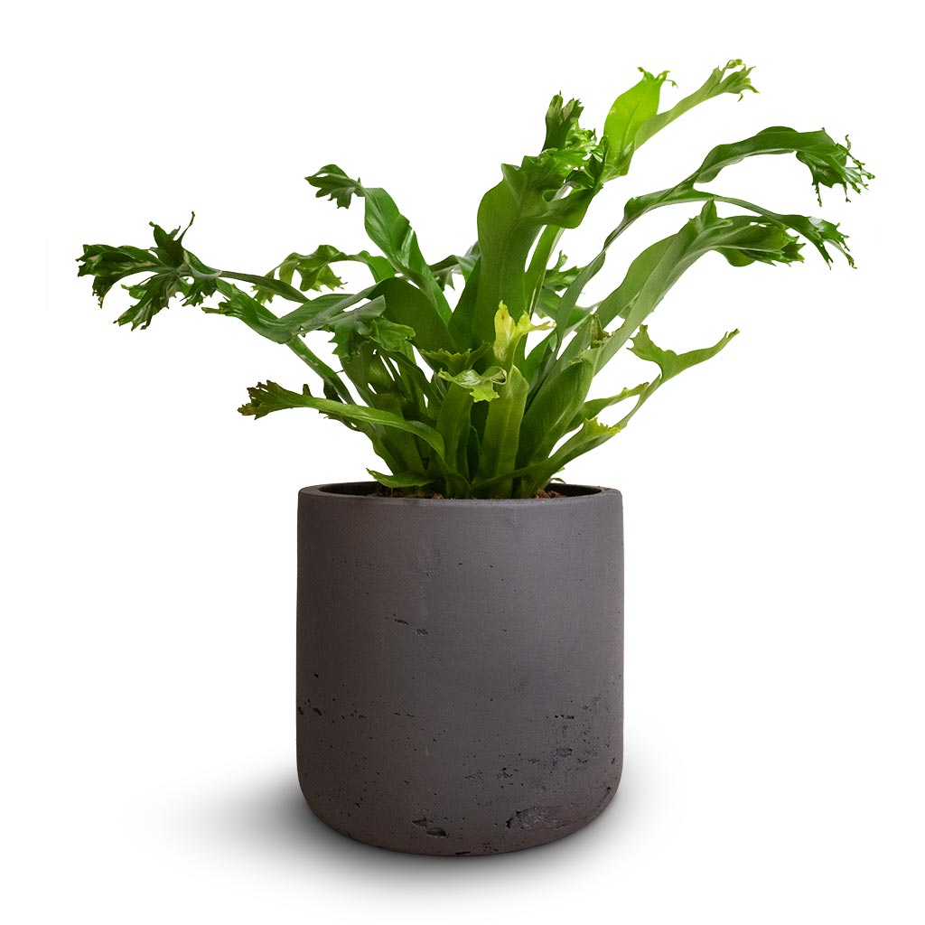 Asplenium Crissie Amy - Bird's Nest Fern & Charlie Plant Pot - Black Washed