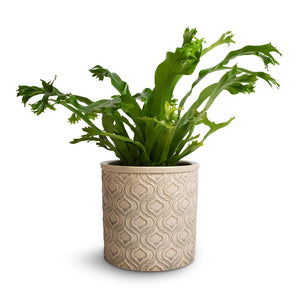 Asplenium Crissie Amy - Bird's Nest Fern & Venetian Plant Pot - Grey