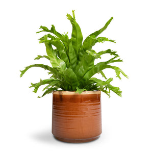 Asplenium Crissie Amy - Bird's Nest Fern & Jordy Plant Pot - Caramel