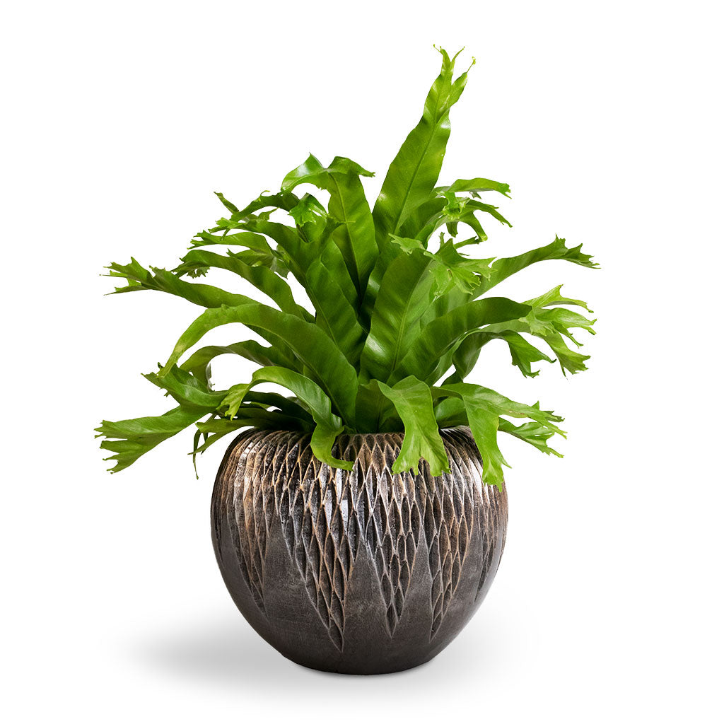 Asplenium Crissie Amy - Bird&#39;s Nest Fern &amp; Luxe Lite Comet Globe Planter - Bronze