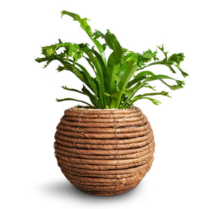 Asplenium Crissie Amy - Bird's Nest Fern & Lida Plant Basket - Natural