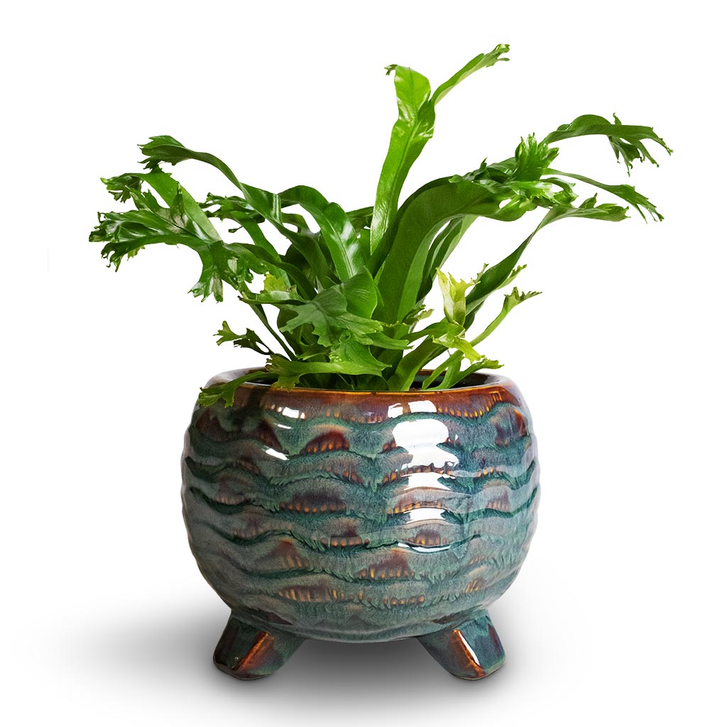 Asplenium Crissie Amy - Bird's Nest Fern & Dewi Plant Pot - Marrakesh