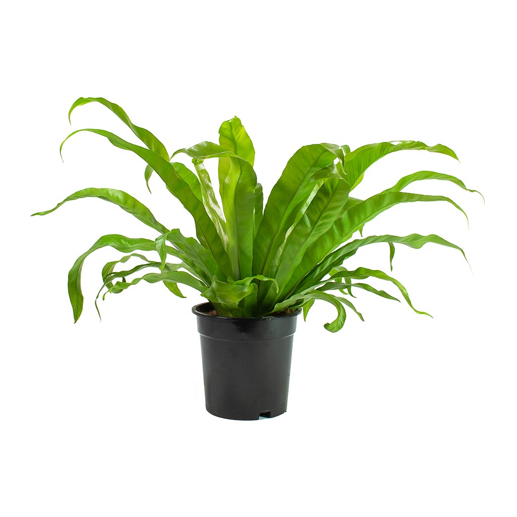 pleated bird's nest fern Asplenium Hurricane - Twisted Bird's Nest Fern | Hortology