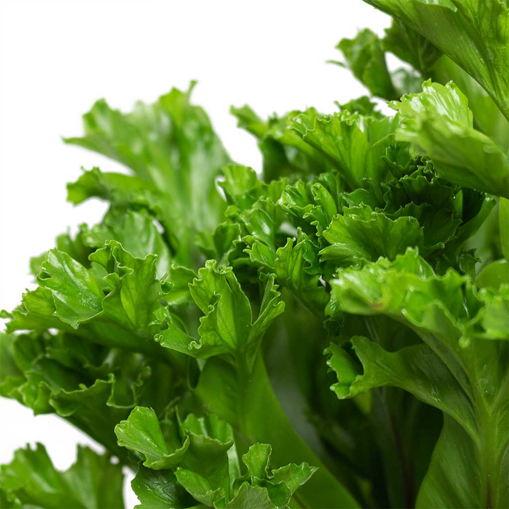 Asplenium Leslie Crested Birds Nest Fern Close Up