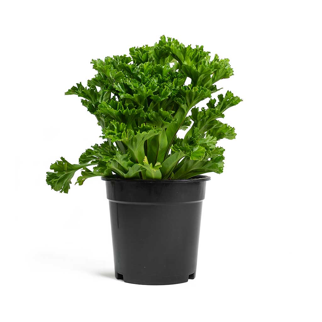 birds nest leslie fern care Asplenium Leslie - Crested Birds Nest Fern Houseplants | Hortology