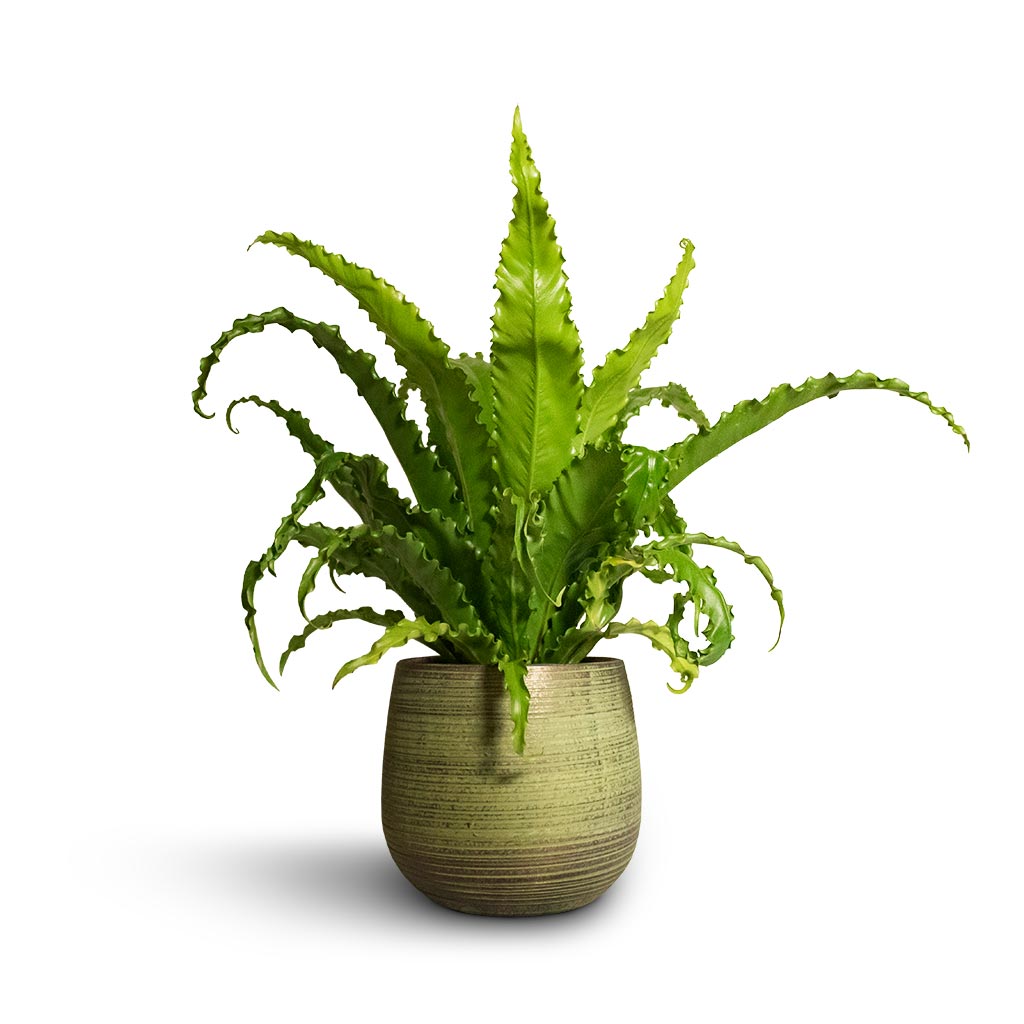 Asplenium Osaka - Japanese Bird's Nest Fern & Lydia Plant Pot - Shiny Green