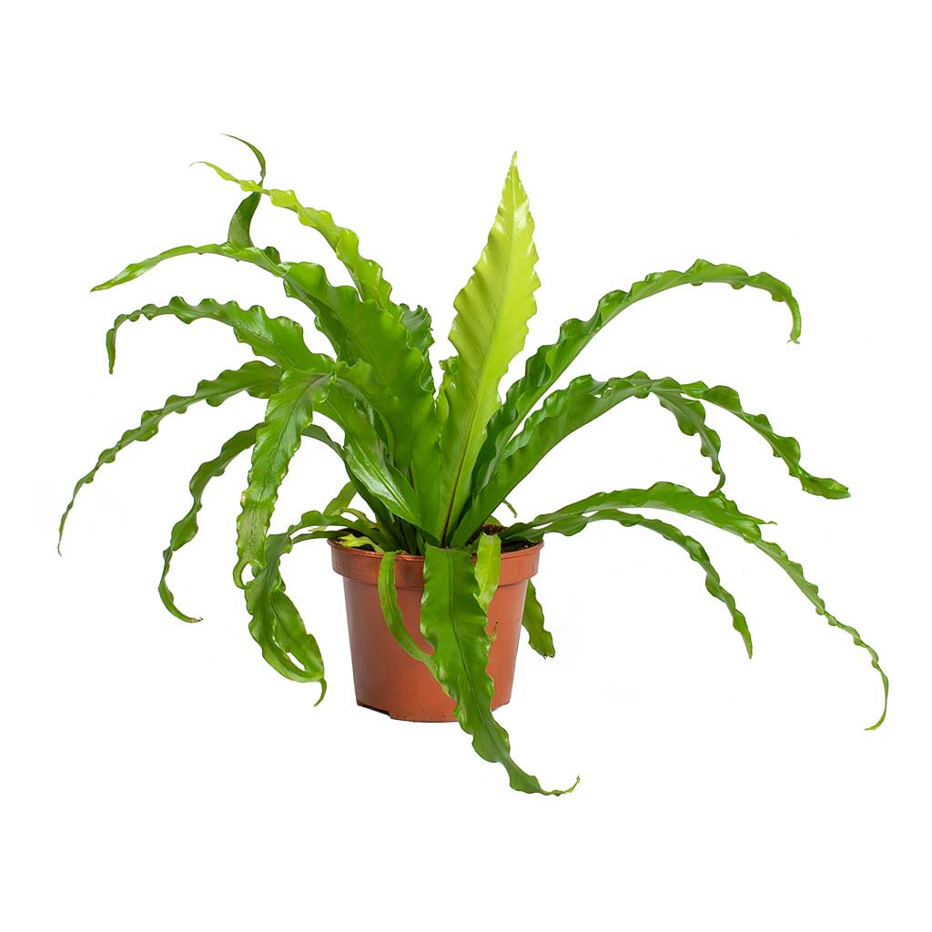 japanese bird's nest fern safe for cats Asplenium Osaka - Japanese Bird's Nest Fern Plants | Hortology