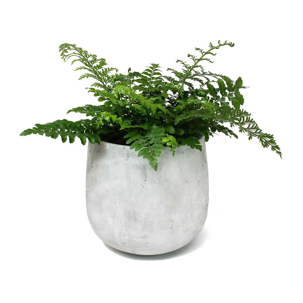 Asplenium Parvati Mother Fern & Amber Plant Pot Light Grey