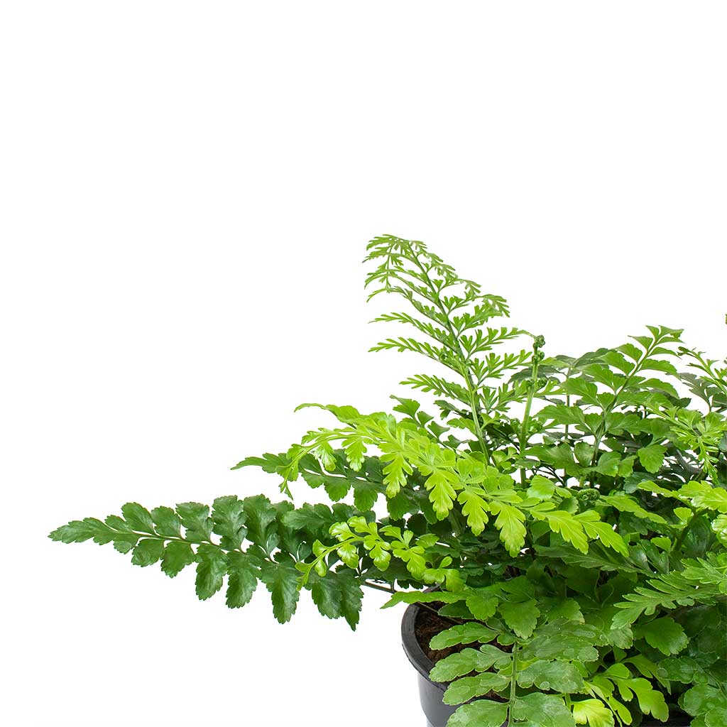 Asplenium Parvati - Mother Fern Fronds