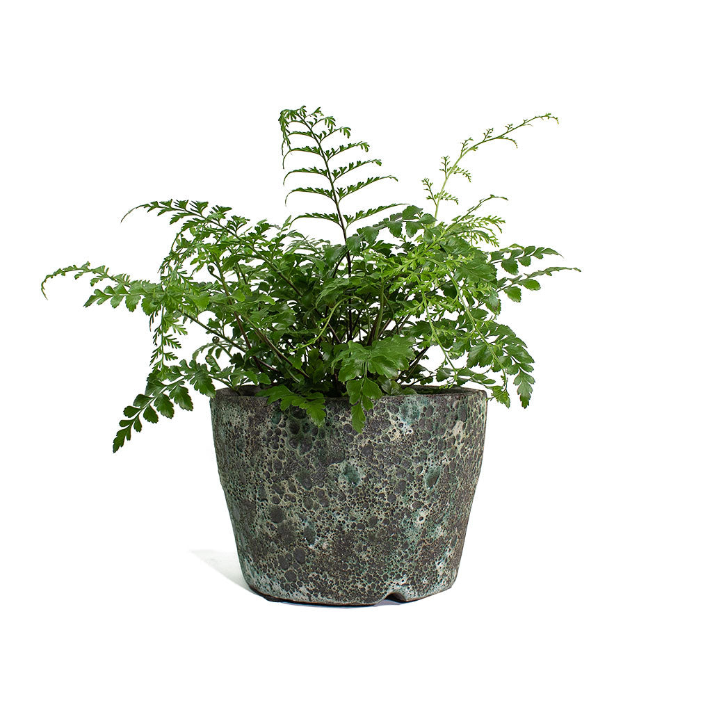 Asplenium Parvati Mother Fern with Lava Couple Straight Relic Planter Jade
