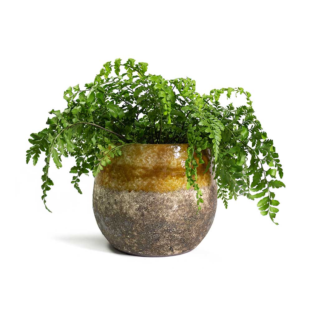 Asplenium Parvati Mother Fern with Lindy Plant Pot Ochre
