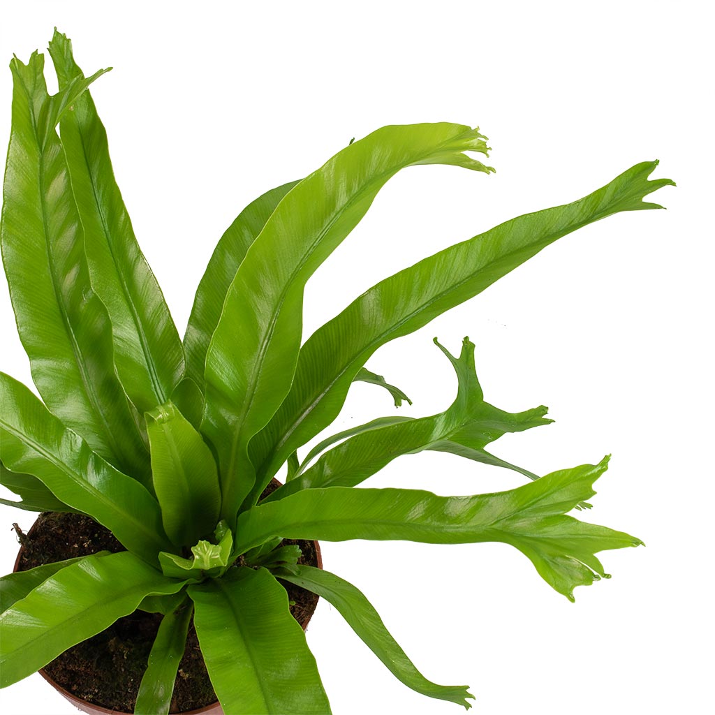 Asplenium Crissie Amy  - Birds Nest Fern Leaves