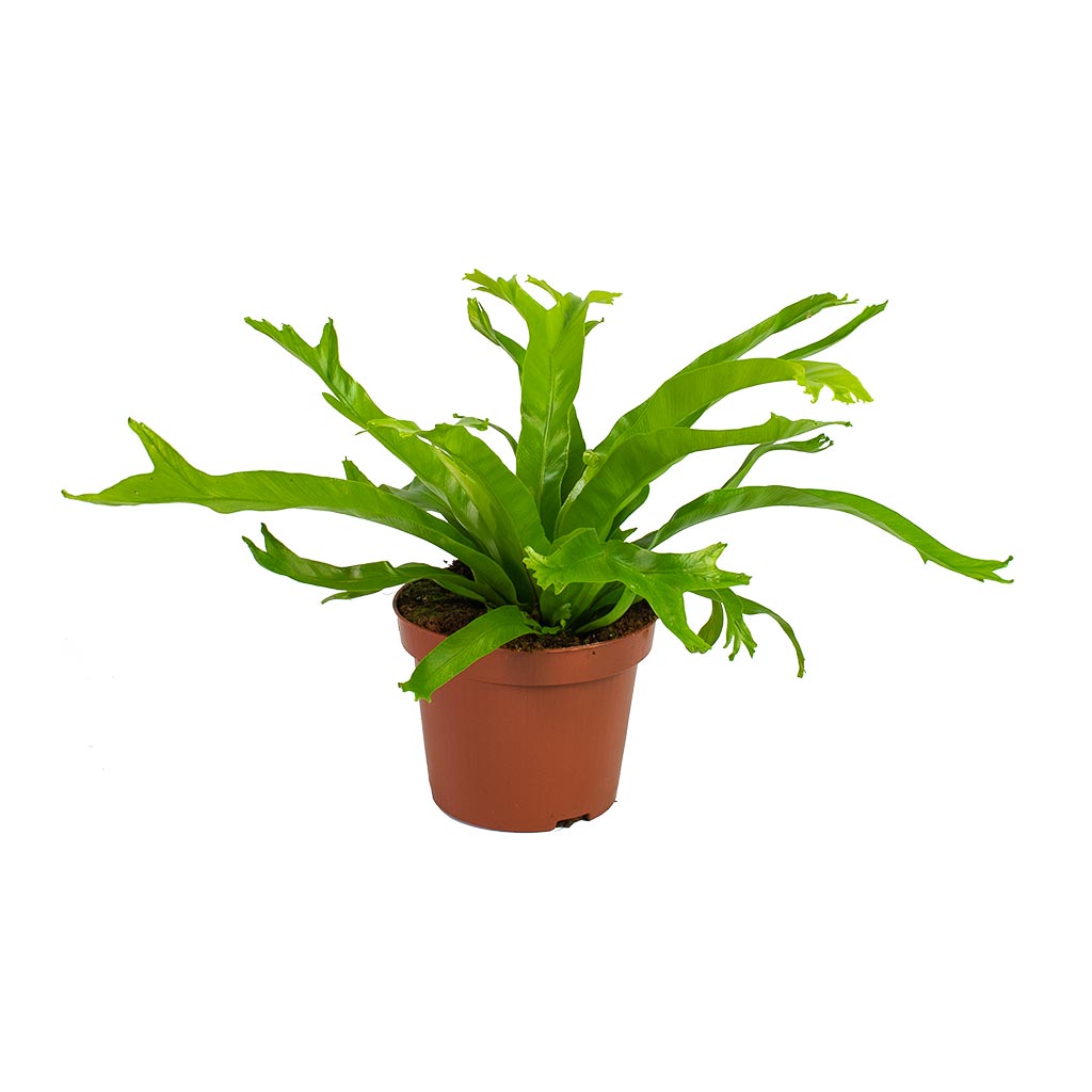 Asplenium Crissie Amy  - Birds Nest Fern