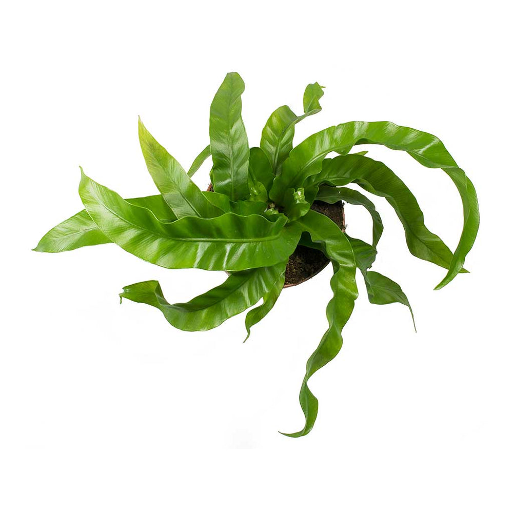 Asplenium Hurricane Twisted Bird's Nest Fern Hortology HORTOLOGY