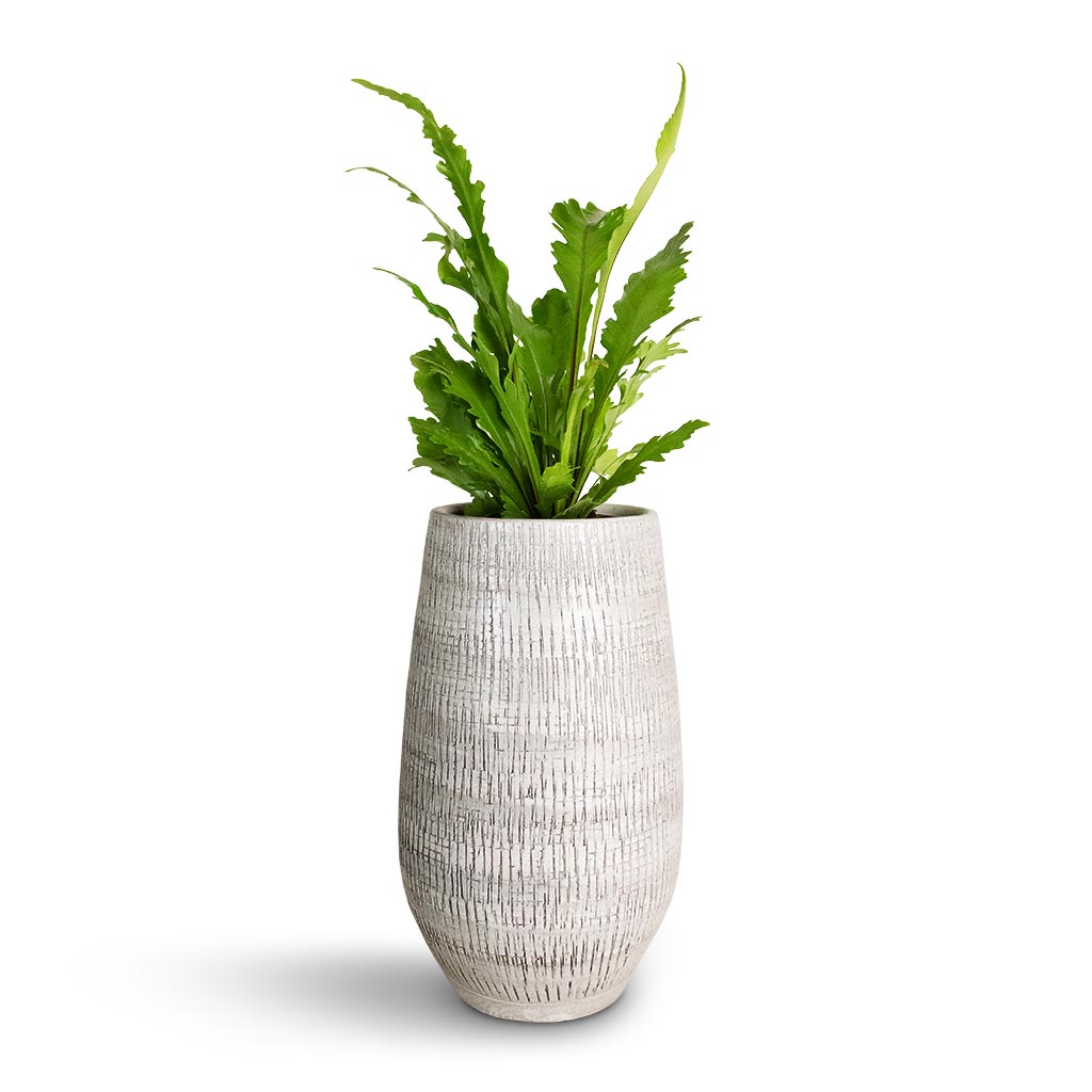 champion bird's nest fern Asplenium nidus Campio - Champion's Bird's Nest Fern | Hortology