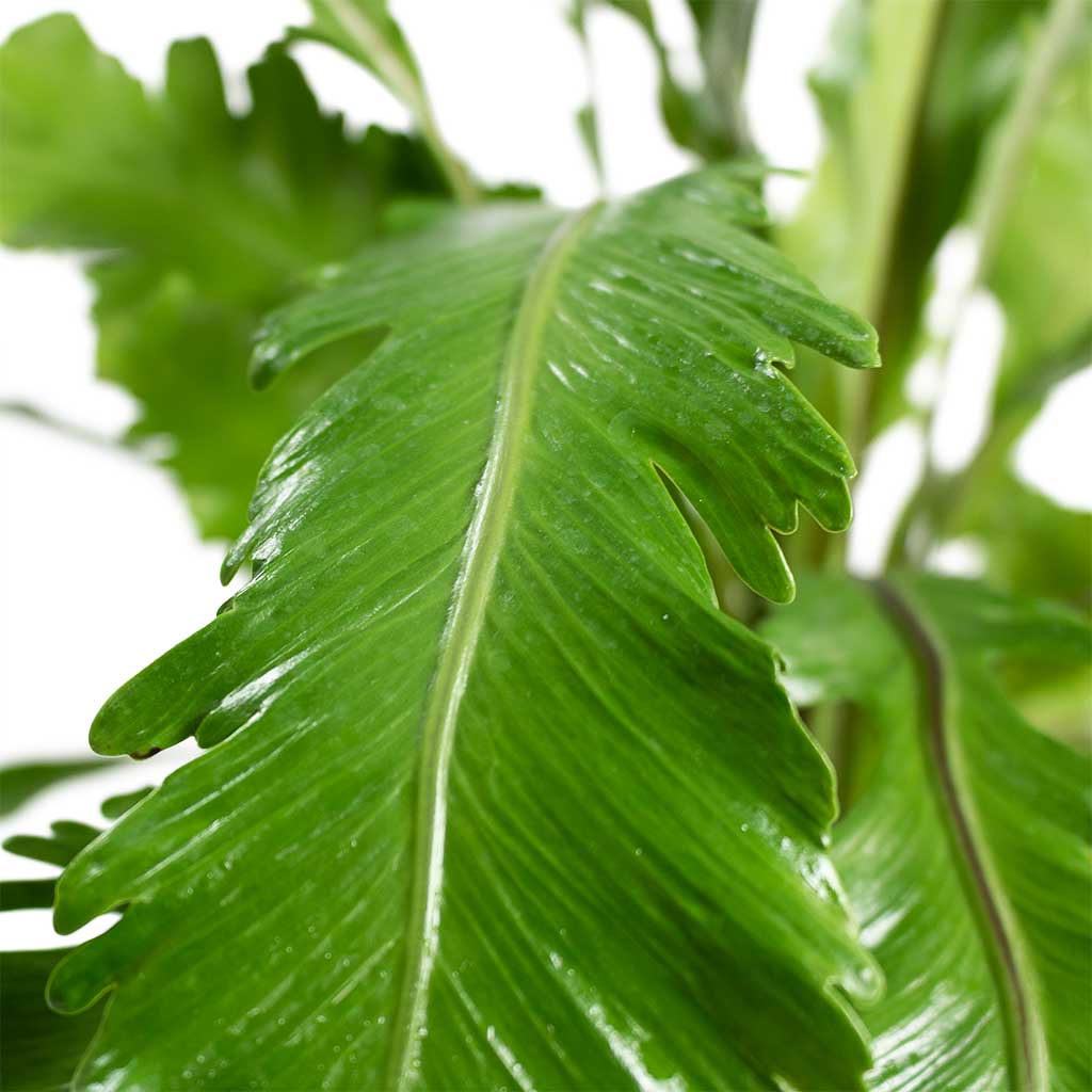 Asplenium nidus Campio - Champions Birds Nest Fern Leaf Close Up