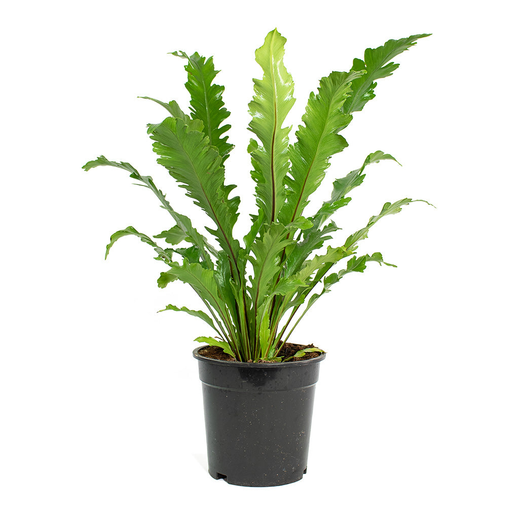 Asplenium nidus Campio Champion's Bird's Nest Fern Large