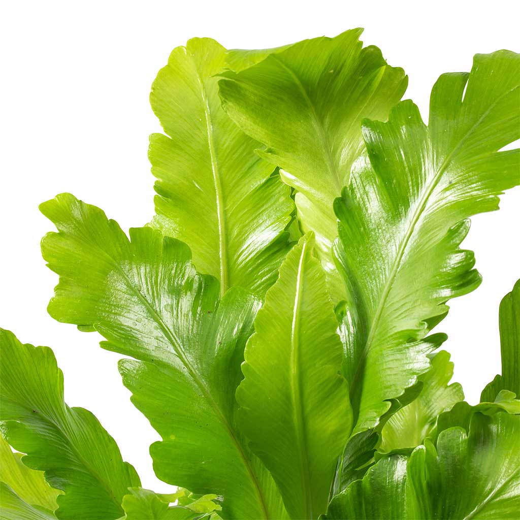 Asplenium nidus Campio - Champion's Bird's Nest Fern & Lindy Plant Pot - Black Green