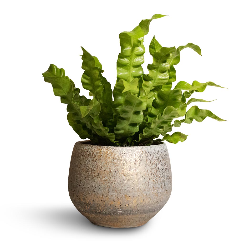 Asplenium nidus Crispy Wave - Pleated Bird's Nest Fern & Noor Plant Pot Metallic Grey