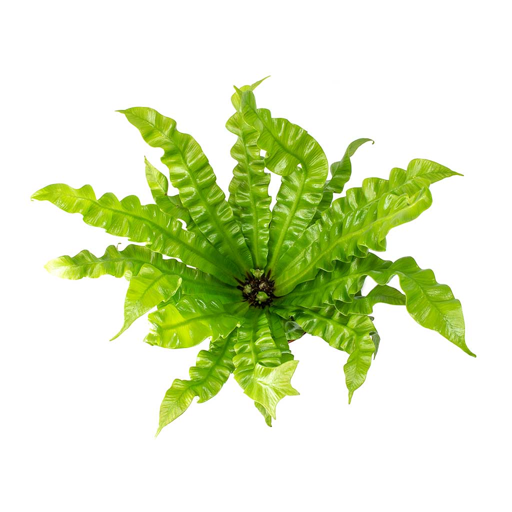 bird's nest fern crispy edges Asplenium nidus Crispy Wave - Pleated Bird's Nest Fern | Hortology