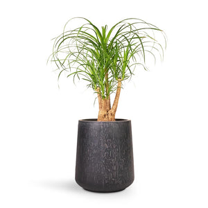 Beaucarnea Pony Tail Palm Branched Houseplant & Raindrop Tube High Round Planter - Anthracite