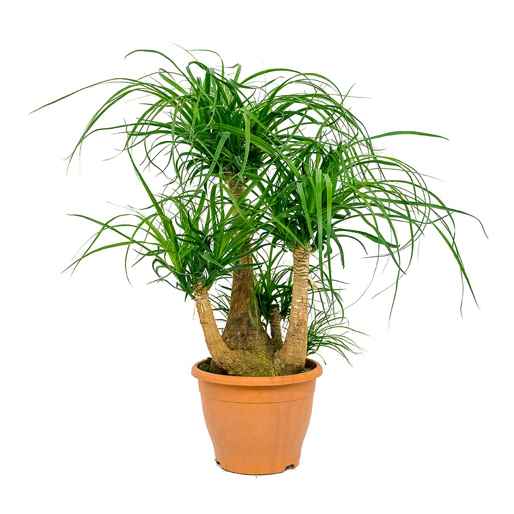 Beaucarnea - Pony Tail Palm - Branched - 75cm