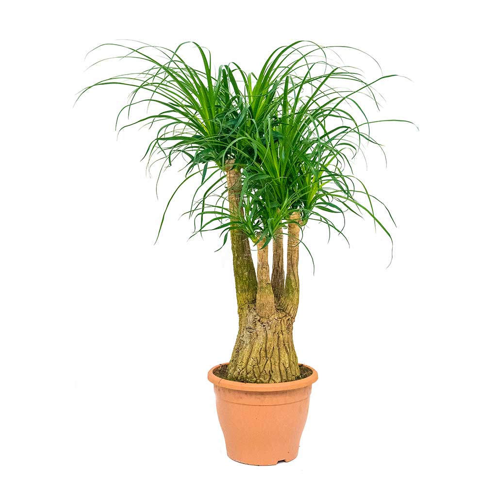 Beaucarnea - Pony Tail Palm - Branched - 90cm