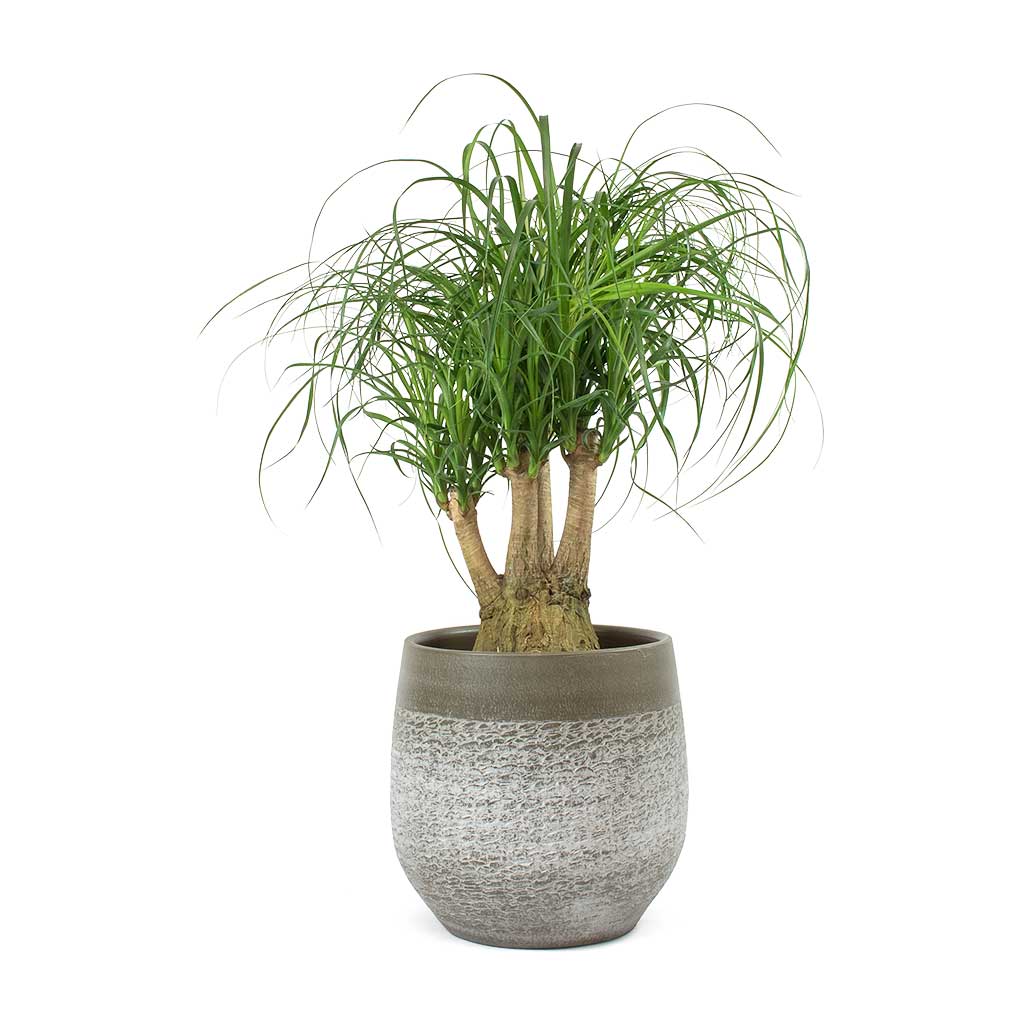 Beaucarnea - Pony Tail Palm - Branched & Merin Olive Plant Pot