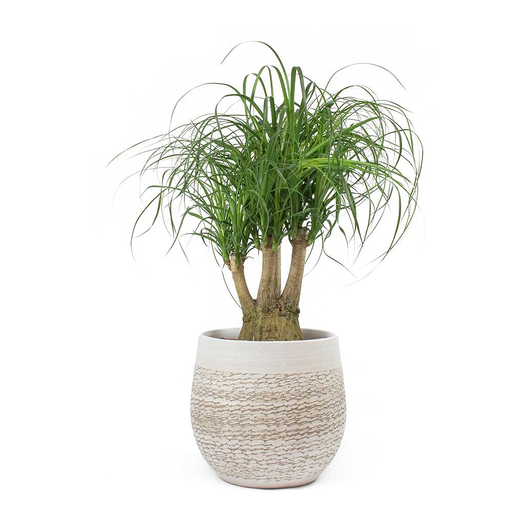 Beaucarnea - Pony Tail Palm - Branched & Merin Sand Plant Pot