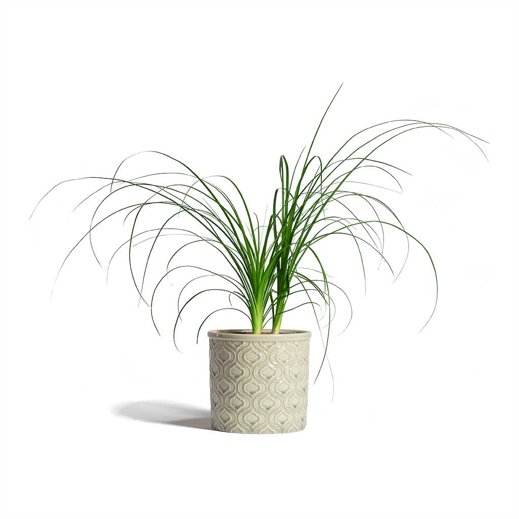 Beaucarnea Pony Tail Palm Head & Venetian Plant Pot Grey