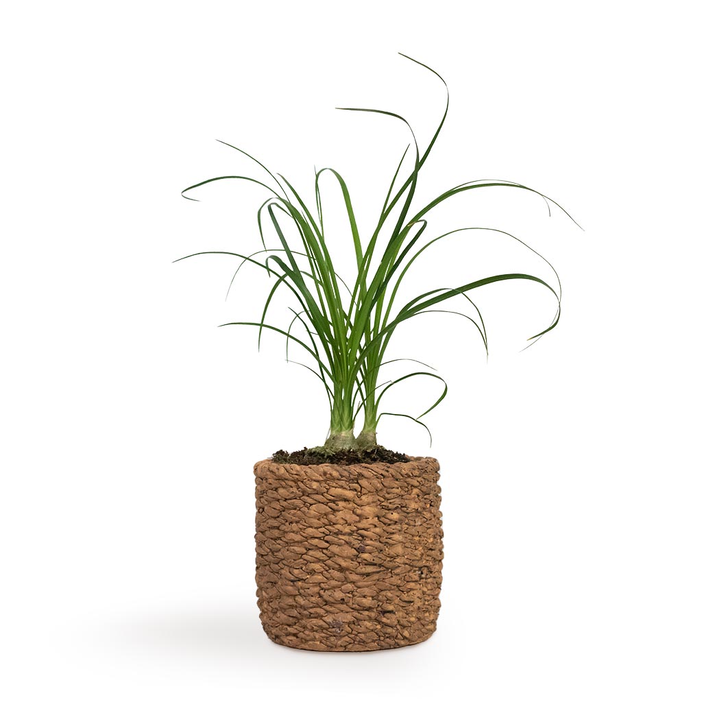 Beaucarnea - Pony Tail Palm - Head & Gina Plant Pot - Natural