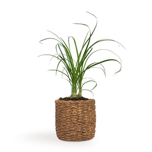 Beaucarnea - Pony Tail Palm - Head & Gina Plant Pot - Natural