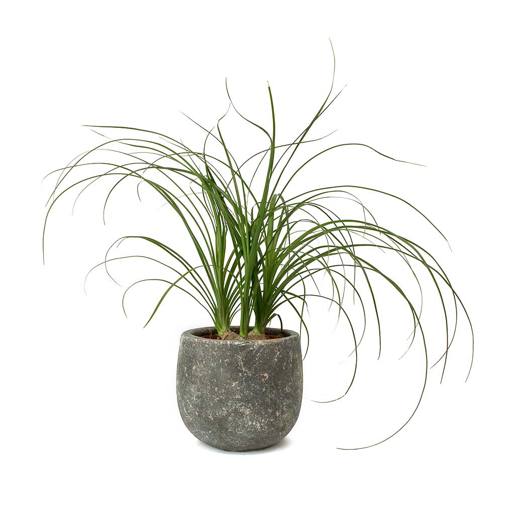 Beaucarnea - Pony Tail Palm - Head & Amber Earth Plant Pot