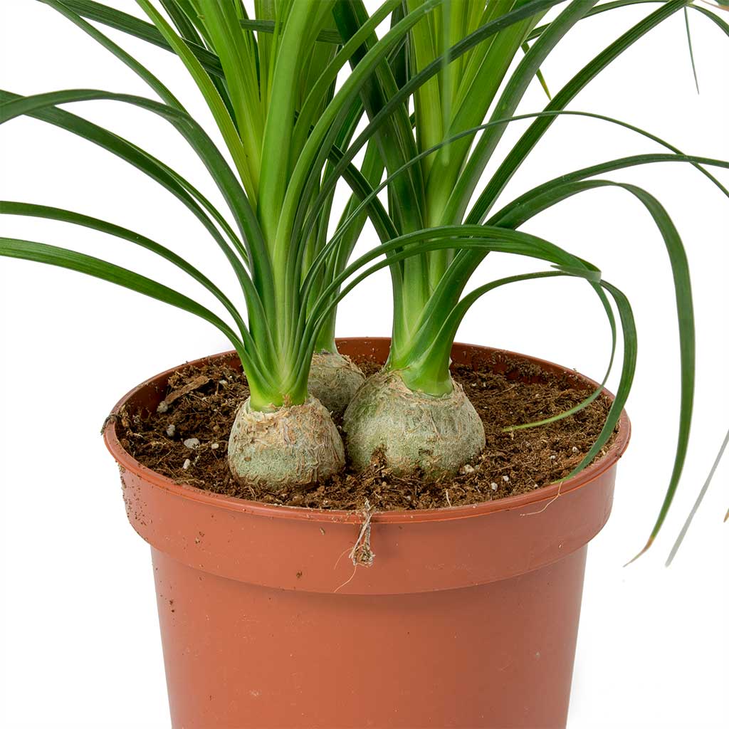 Beaucarnea Pony Tail Palm Head & Karlijn Camel Plant Pot