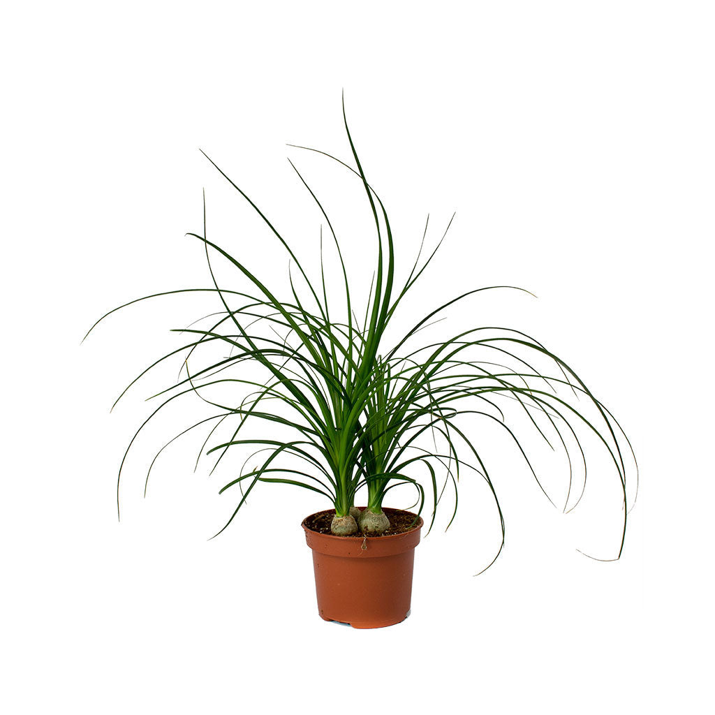 Beaucarnea - Pony Tail Palm - Head 45cm