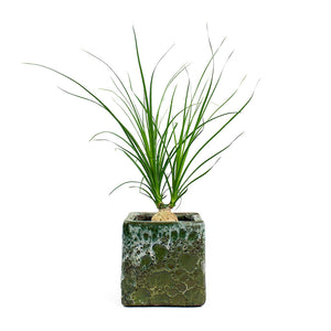 Beaucarnea Pony Tail Palm Orb with Lava Cube Relic Planter Jade